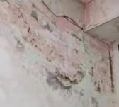 В Темиртау родители бьют тревогу из-за плесени в детской больнице