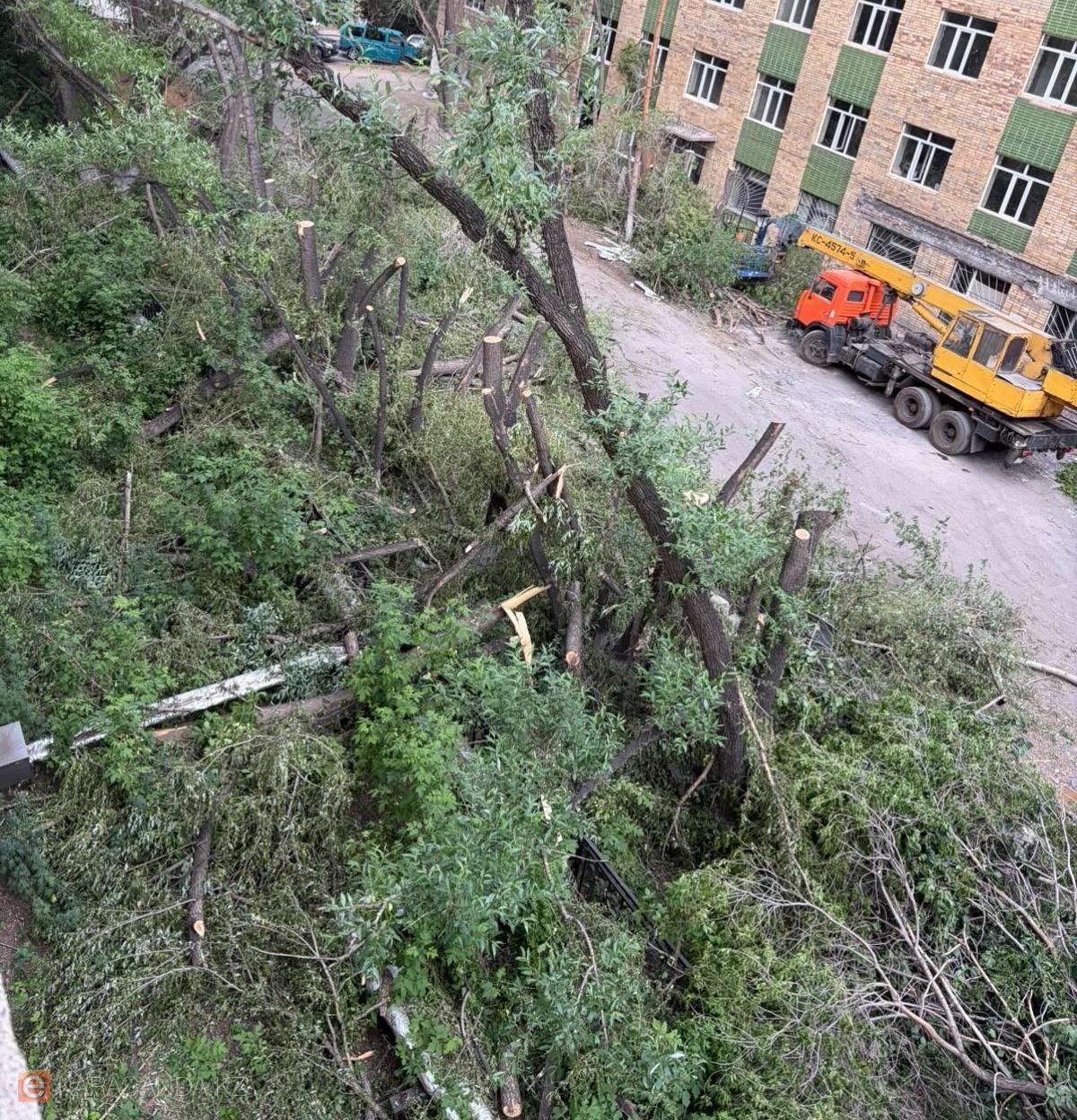 Карагандинцы пожаловались на спил деревьев