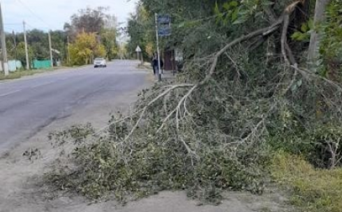 Из-за упавшего дерева карагандинцы вынуждены ходить по проезжей части