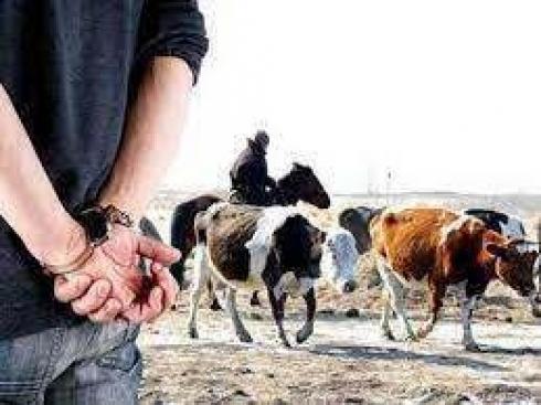 Украденную лошадь вернули жителю Карагандинской области