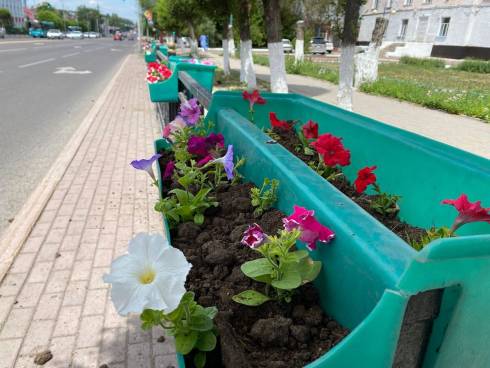 Не прижившиеся на улицах Караганды цветы заменили в рамках гарантийных обязательств
