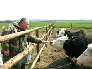 155 американских телочек и бычков приобрели племенные хозяйства Карагандинской области