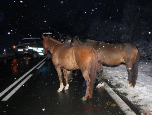 На подъезде к Темиртау водитель сбил лошадь