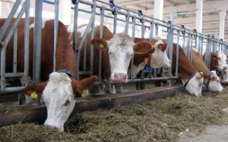 В Карагандинской области по программе «Сыбага»  приобретено более 2500 голов скота