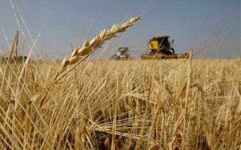 В Карагандинской области ожидают рекордный урожай зерна