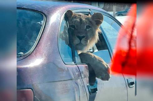 Лев, выглядывающий из окна автомобиля в Караганде, оказался из зоопарка