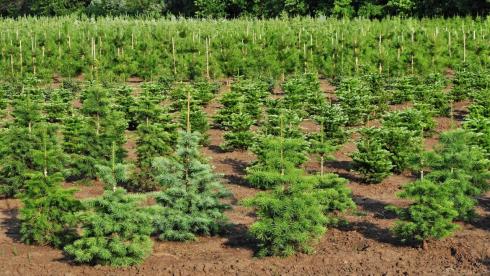 В Карагандинской области в 2021 году новым лесом засажено 445 гектаров