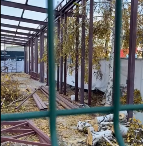 Карагандинцы возмущены вырубкой берёз на территории строящегося павильона