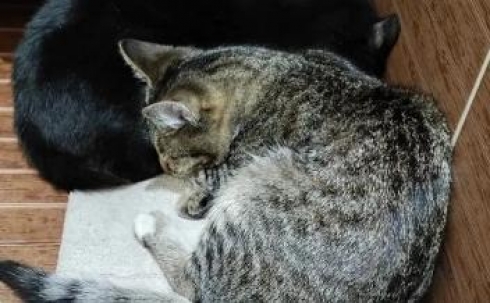 В Караганде прошла акция по стерилизации бездомных кошек