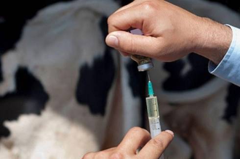 Вакцинацию скота от сибирской язвы проведут в марте