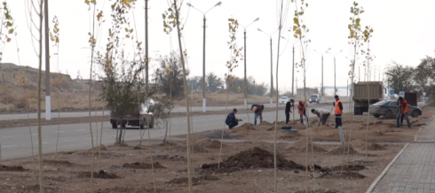 В Балхаше высадили 2,5 тысячи деревьев