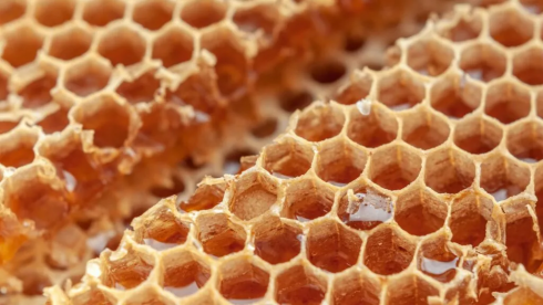 Казахстан разработает программу развития пчеловодства