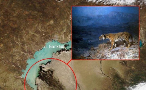 Первые тигры могут вернуться на территорию Казахстана уже в 2025 году