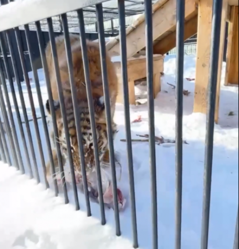 Из-за сильных морозов обитатели карагандинского зоопарка питаются плотнее