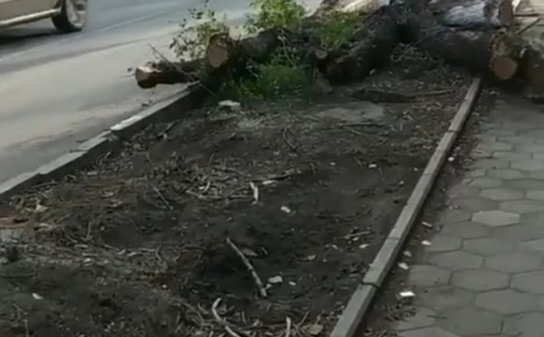В Караганде коммунальщики ошибочно срубили деревья на проспекте Н.Назарбаева