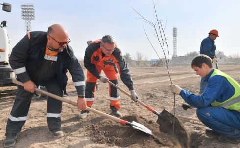 Озеленение продолжается: в Темиртау высаживают деревья рядом со стадионом «Металлург»