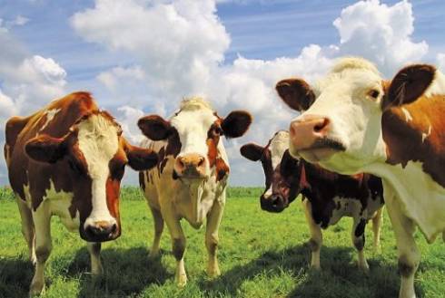 Россия ограничила ввоз скота из Карагандинской области из-за вспышки пастереллёза