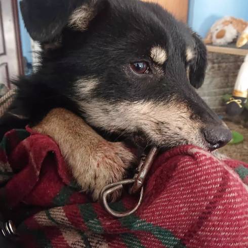 Зоозащитники Караганды: живодеров, пробивших нижнюю челюсть щенку карабином, не найдут