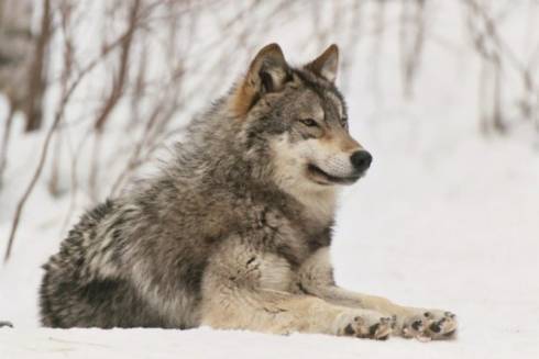 Охота на волков запрещена в пяти областях Казахстана