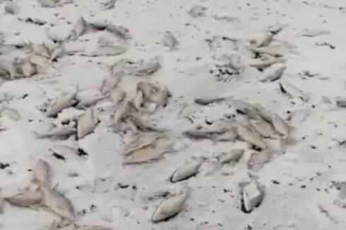 На множество мертвой рыбы на льду озера Балхаш пожаловались рыбаки