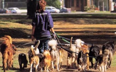 Карагандинские владельцы животных  не спешат соблюдать «Правила содержания кошек и собак»
