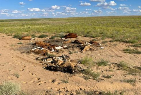 Более 70 голов крупного рогатого скота погибло в Улытауской области