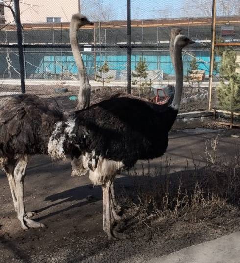 Карагандинский зоопарк приобрел страусов нанду
