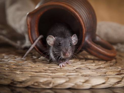 Как избавиться от мышей в доме раз и навсегда