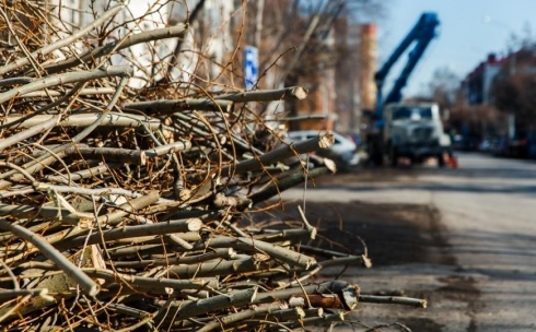 В Караганде на месте вырубки деревьев в центре города появится сервисный центр