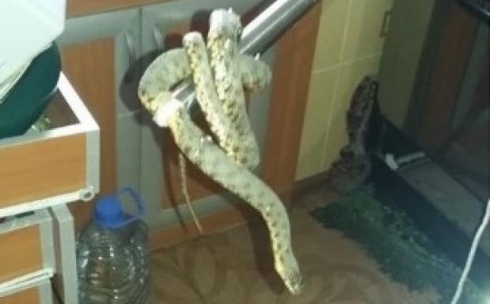 Полозом оказалась найденная в квартире в Караганде змея