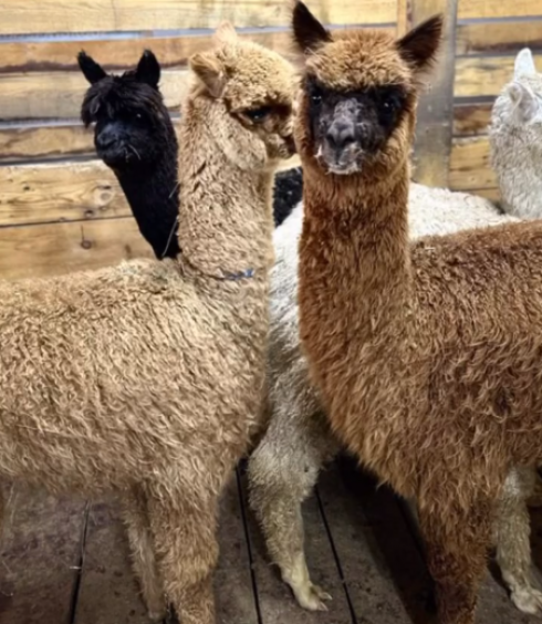 Ламы и камерунские козы появились в карагандинском зоопарке