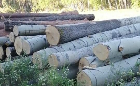 Аккуратно сложены: карагандинцы озаботились спиленными деревьями в Каркаралинске