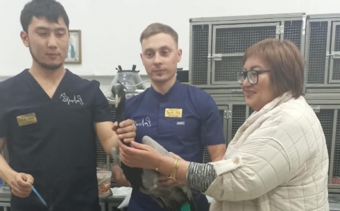 Карагандинские ветеринары провели операцию по остеосинтезу раненому журавлю