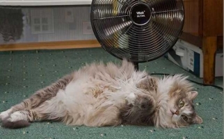 В Караганде люди задыхаются от жары в собственных квартирах 