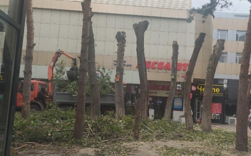 Женис Касымбек высказался о скандале с варварской вырубкой деревьев в Караганде