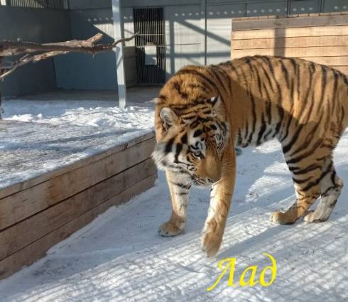 Карагандинскому зоопарку подарили амурского тигра