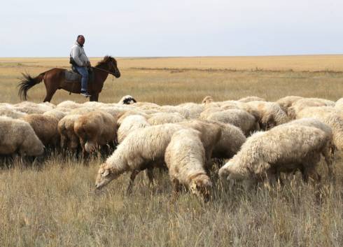 В Жанааркинском районе прошёл семинар по развитию овцеводства