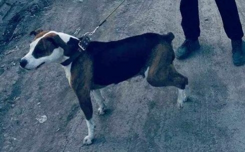 Повешенная собака: в Караганде возбудили уголовное дело
