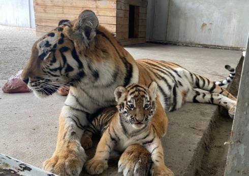 Карагандинцы выбрали имена новорожденным тигрятам зоопарка