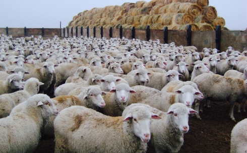 В Караганде определены места для забоя скота в Курбан-айт