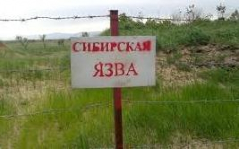 В селе Еркиндик введен режим ЧС в связи с подозрением на сибирскую язву