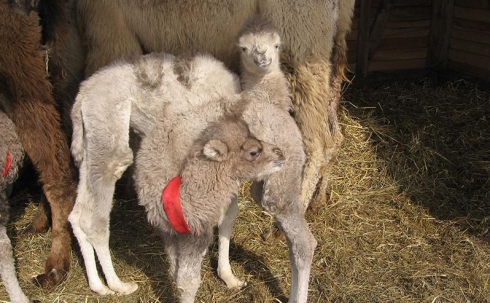 В Карагандинском зоопарке народились верблюжата 