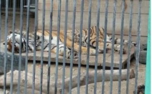Состояние амурского тигра в зоопарке Караганды назвали удовлетворительным