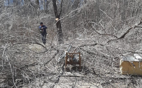 В Майкудуке вырубают деревья в связи со строительством ТРЦ