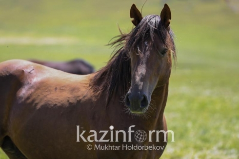 Страхование овец и лошадей будет субсидироваться в Казахстане