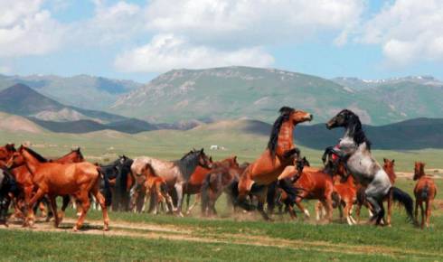 Обряды казахских коневодов вошли в список нематериального культурного наследия ЮНЕСКО