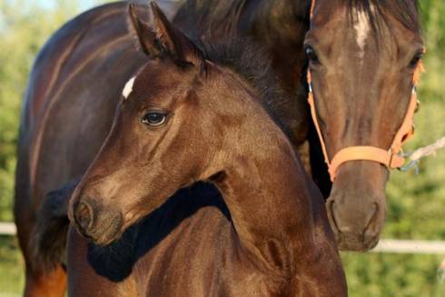 Скотокрад украл 21 лошадь с вольного выпаса в Карагандинской области