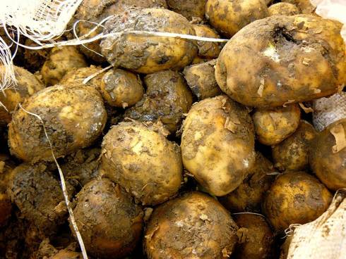 Два человека погибли из-за гнилого картофеля в Темиртау