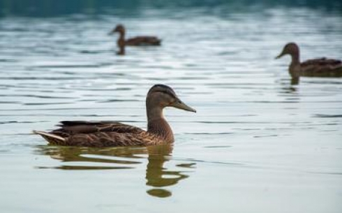 Живущие на озере центрального парка Караганды утки до сих пор не улетели на юг