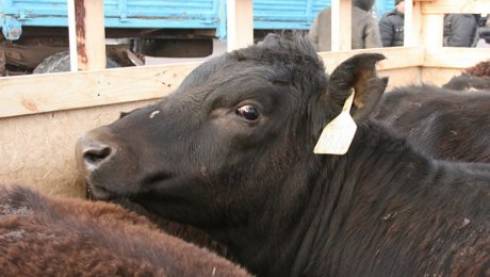 Падеж скота прокомментировали в районном акимате Карагандинской области